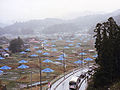 The Umbrellas (Şemsiye Projesi), Japonya, 1991