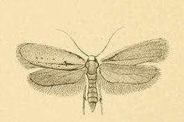 Yponomeuta gigas