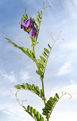 Vicia sativa