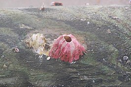 Grote roze zeepok