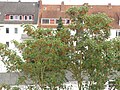 Je höher am Baum, desto röter die Blüten