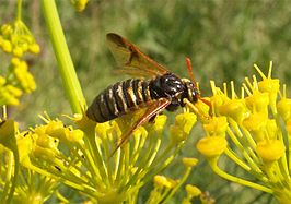 Abia sericea