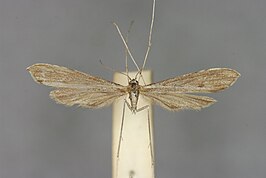 Agdistis adactyla