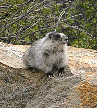 Marmota broweri