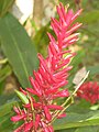 Alpinia purpurata