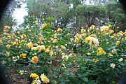 Mass display of the Amanda Rose