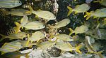 Bonaire Marine Park