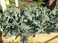 Several Broccoli plants growing in Melbourne, Australia and ready for harvest