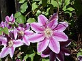 Clematis viticella