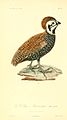 Ortyx massena Synonym für die Montezumawachtel oder auch Massena’s Partridge nach Lithografie von Jean-Gabriel Prêtre