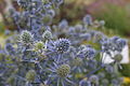 2) Eryngium planum?