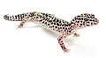 leopard gecko