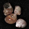 Four tiny sea-snail shells