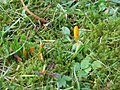 Crocus ancyrensis buds