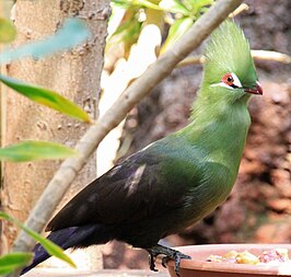 Groene toerako