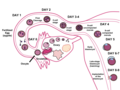 Fertilization in humans. The sperm and ovum unite through fertilization, creating a zygote that (over the course of 8-9 days) will implant in the uterine wall, where it will reside over the course of 9 months.