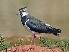 Northern lapwing