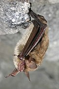 Myotis septentrionalis