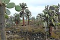 Opuntia echios var. echios, Bestand bei Tortuga Bay auf Santa Cruz