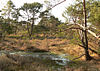 Otternhagener Moor in der Hannoverschen Moorgeest