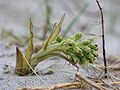 flowering near the baltic sea, Photo by Kristian Peters