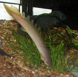 Szenegáli sokúszoscsuka (Polypterus senegalus)