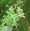 Comarum palustre & Equisetum scirpoides