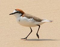 Red-capped Plover Male