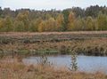 Hoogveenreservaat Rehdener Geestmoor