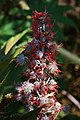 Ricinus communis