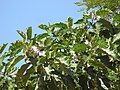 Solanum wrightii