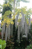 Plant in de tuin in Nederland