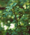 Toxicodendron diversilobum