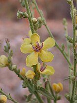 Verbascum gaillardotii.