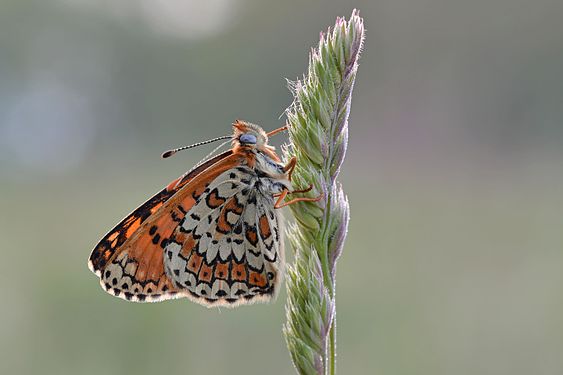 4. Platz: Wegerich-Scheckenfalter (Melitaea cinxia), Naturschutzgebiet „Wittenberge-Rühstädter Elbniederung“. Foto: Sven Damerow