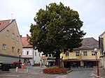 Sommerlinde (Tilia platyphyllos)