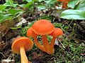 Hygrocybe miniata