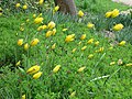 Wild tulips in April