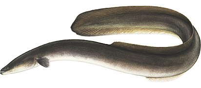 The American eel