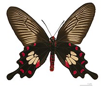 Museum specimen ♂ △ - Ventral side