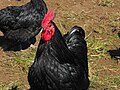 Schwarzer Australorp-Hahn