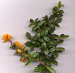 Berberis darwinii-hajtás virágokkal