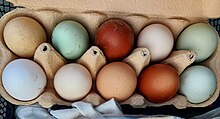 grüne, weiße und braune Eier