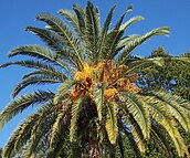 P. canariensis fruit in Northern Florida