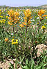 Christ's Indian paintbrush (Castilleja christii)