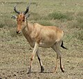 hartebeest