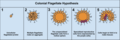 The Colonial Flagellate Hypothesis proposes that multicellular organisms evolved from a single flagellated cell. it is believed that a group of these unicellular flagellates combine to form an aggregate then form a sphere which develops specialized cells (such as reproductive cells), and then fold in on themselves to create a tissue layer.