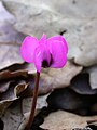 Cyclamen coum