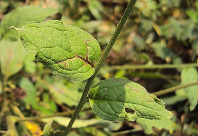 Leaves