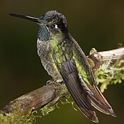 Talamanca hummingbird, Guadalupe. Found at forest edges and clearings around Volcán Barú.